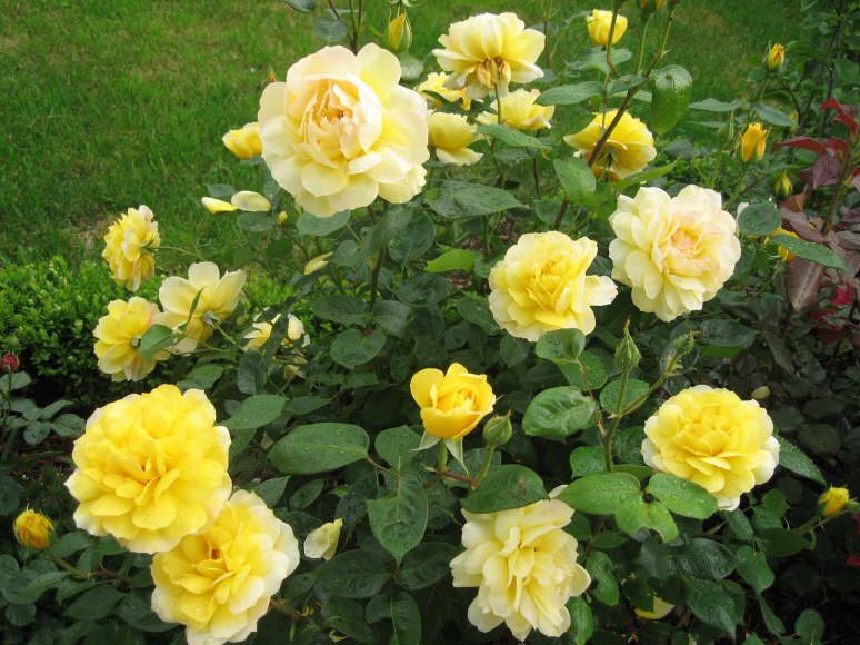 gelbe Rose 