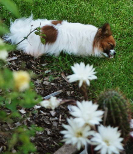 mich interessiert ja mehr der Knochen