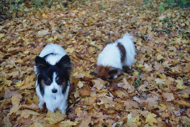 n, hab keine Lust mehr