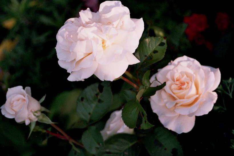 rosa Rose