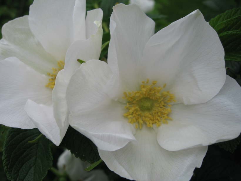weie Wildrose 2
