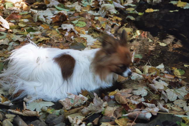 wenn die Bl�tter schwimmen