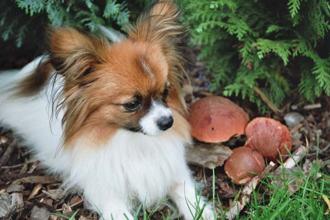 wer ist hier ein Pilzkopf